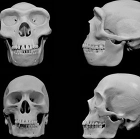 The human face evolves to avoid injury