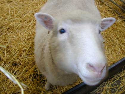 The human war after the birth of Dolly