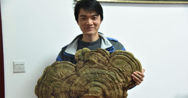 The hundred-year reishi mushroom grows under ancient roots
