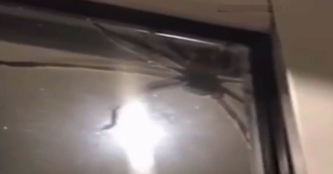 The hunter's spider is as big as a plate that scared the Australian family