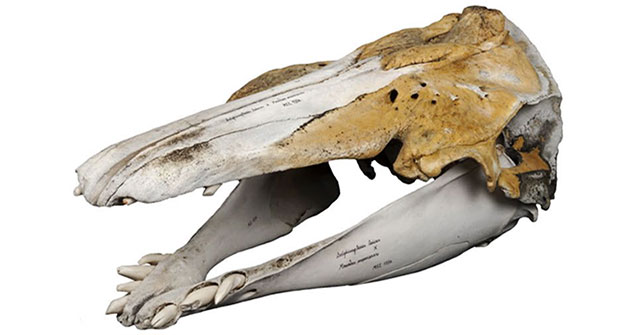 The hybrid between white whales and narwhal