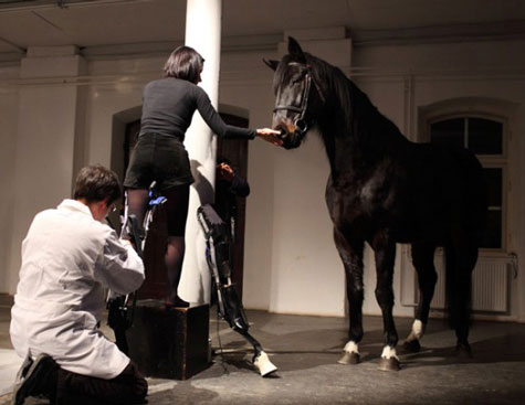 The 'hybrid' horse