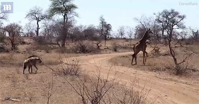 The hyena snapped off the giraffe's leg and was dumbfounded because of what happened afterwards