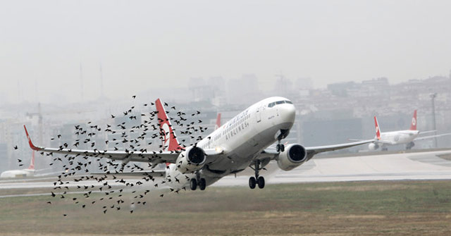 The idea is just an ordinary illusion but this is a solution to prevent stray birds from entering the airport extremely effectively