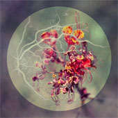 The idea of ​​eye eyeball photography is as beautiful as flowers