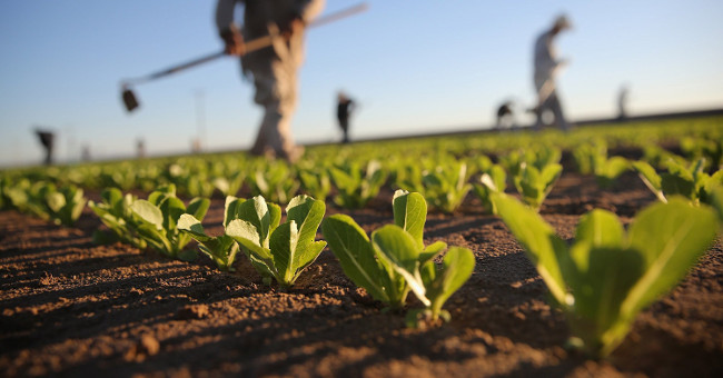 The idea of ​​super-plants is awarded the