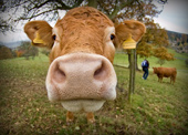 The idea of ​​vegetarianism but likes