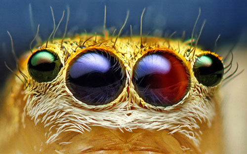The image is amazed about the animal's eyes