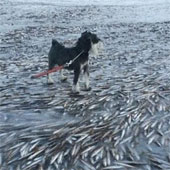The image of a dog standing on the body of thousands of fish causes