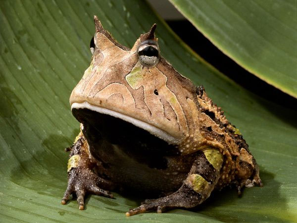 The image of a frog, like a frog
