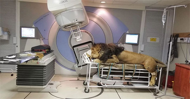 The image of a lion is treated with radiation to treat cancer