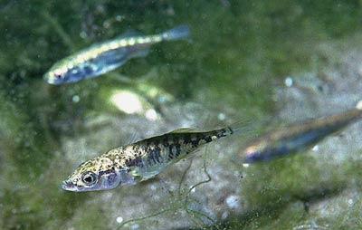 The impact of evolution on ecology