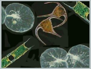 The importance of ocean creatures