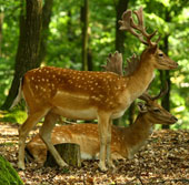 The increase in the number of deer, threatening the future of forests