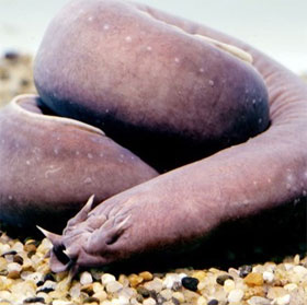 The incredible abilities of aquatic creatures
