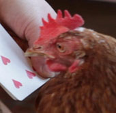 The incredible ability of calculating hens
