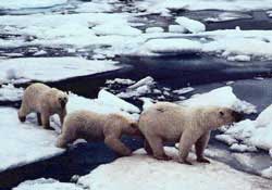 The inevitable phenomenon of warming in the Arctic