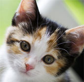 The inexplicable abilities of pets