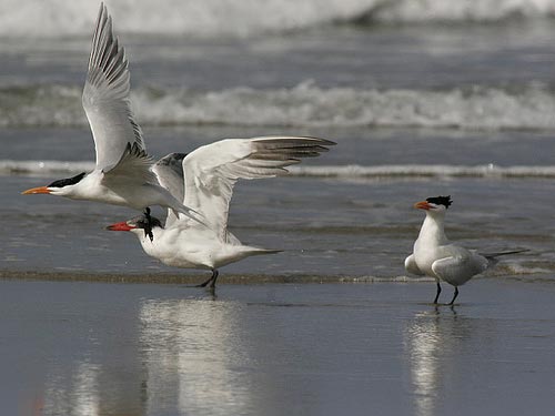 The initial successful redistribution of Caspian terns