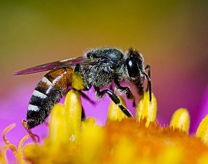 The insects are the most favored of the planet