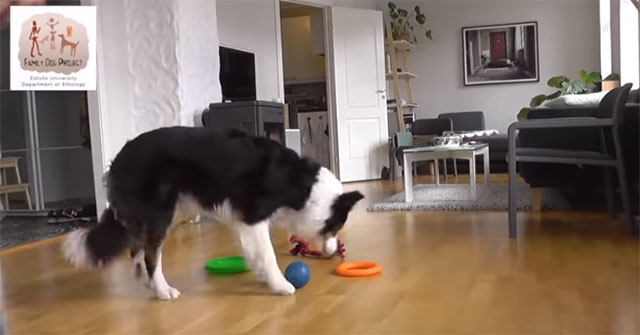 The intelligent dog distinguishes 90 different types of objects