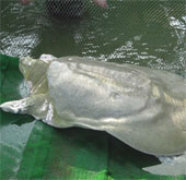 The international community raises the level of protection of Hoan Kiem turtles