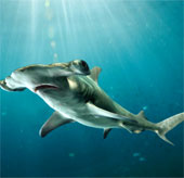 The international community raises the level of shark protection