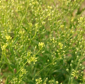 The invention of the plant grows out of Omega-3 fish oil