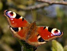 The inventions originate from the natural world