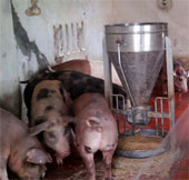 The inventor of pigs by herbal bio-food
