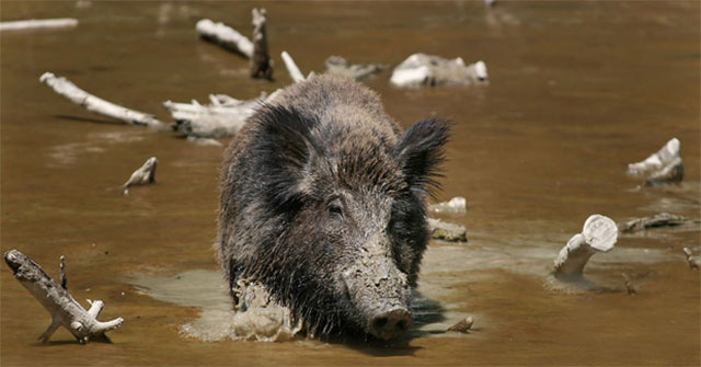 The island was suddenly invaded by an army of wild boars