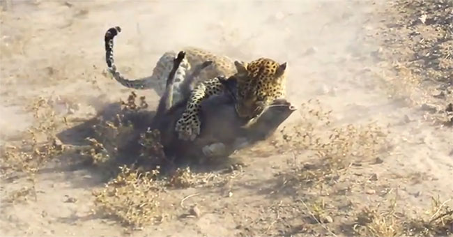 The jaguar is dreadful,