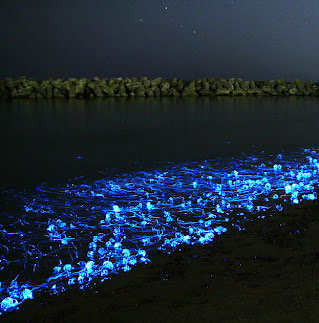 The Japanese coast sparkles in the night