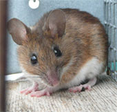 The Japanese laboratory almost snapped the genetically modified mice