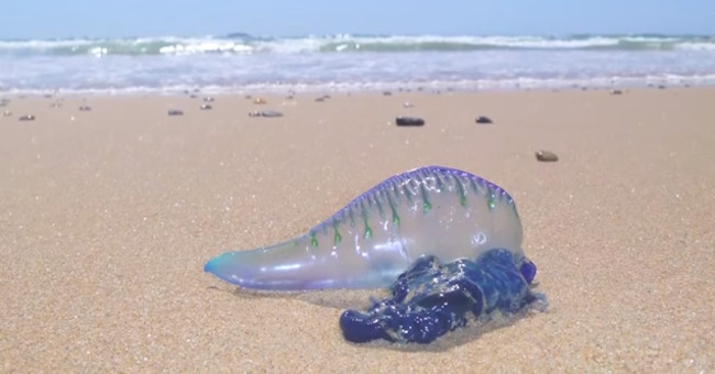 The jellyfish carpet is thousands of poisonous on Australia beach