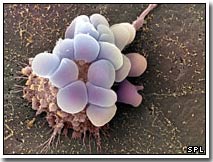 The key to the use of medicinal drug treatments has been determined