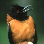 The killer bird with ... a touch