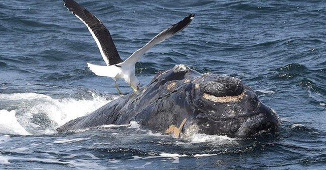 The killer killed whales from the sky