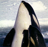 The killer whale also suffers from menopause