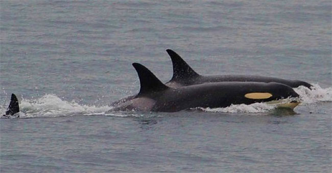 The killer whale finally gave up the corpse after 17 days floating in the ocean