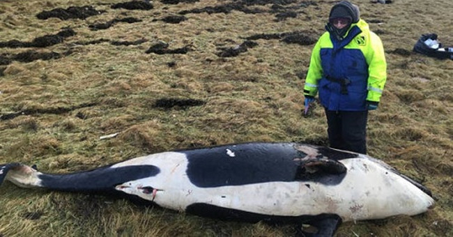 The killer whale is three meters dead because of the storm blowing up the shore