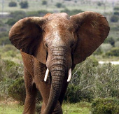 The killing of African elephants is out of control