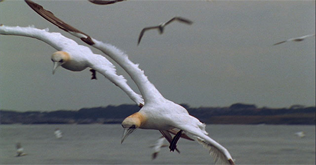 The land bird is a master of water hunting