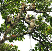 The large snub-nosed monkeys are found in Ha Giang