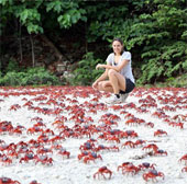 The largest animal herds in the world