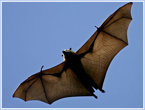 The largest bat species in the world is only 6 years old