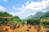 The largest buffalo market in the Northwest