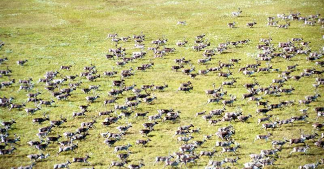 The largest caribou in the world disappears almost half