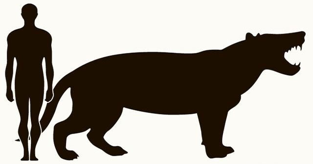 The largest carnivorous mammal on land, dubbed the 'mobile meat grinder'