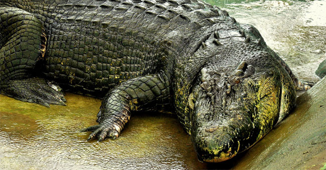 The largest crocodile on the planet weighs more than a ton